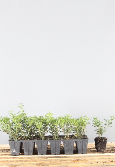 Schijnhulst-Kluit-15-20