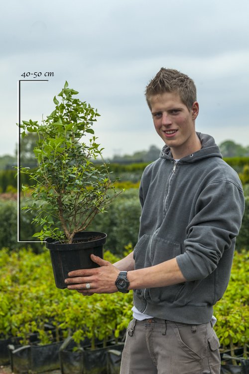 Schijnhulst pot 40-50 cm Pot