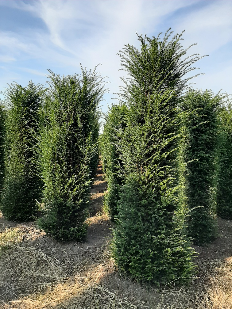 Taxus-Baccata-Kluit-300-350