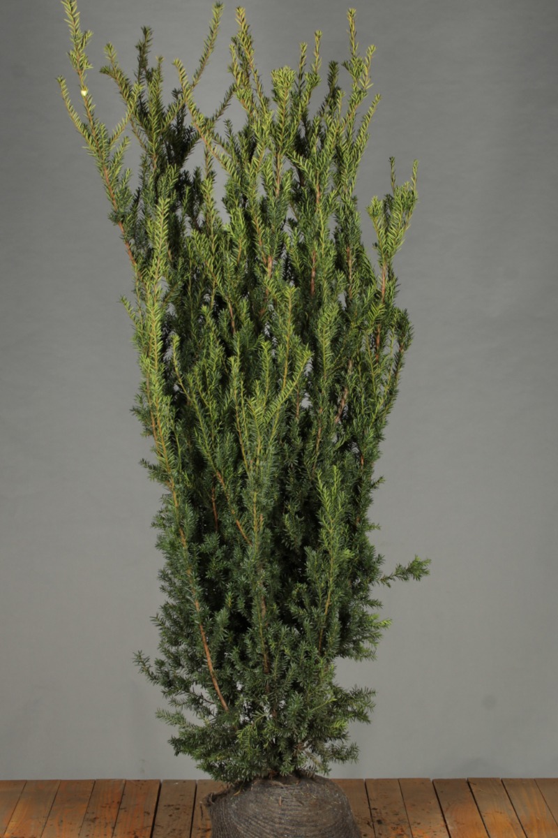 Taxus-media-Hilli-Kluit-175-200