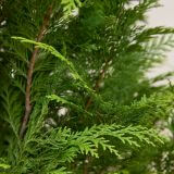 Gele Californische cipres
