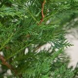 'Leylandii' conifeer