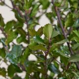 Hulst 'Heckenstar' haag
