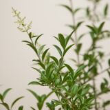 Wintergroene liguster 'Atrovirens'