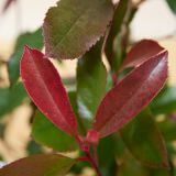 Glansmispel 'Red Robin' haag
