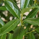 Laurier 'Caucasica'