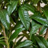 Laurier 'Genolia' haag