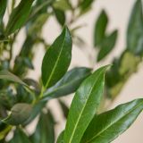 Laurier 'Reynvaanii' haag