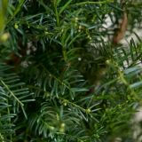 Taxus 'Baccata' haag