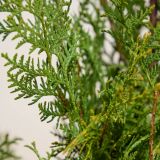 Levensboom 'Brabant' haag