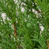 Reuzenlevensboom 'Atrovirens' haag