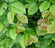 carpinus-betulus