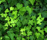 hedera-hibernica