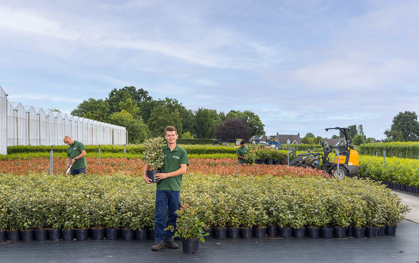 Achter de schermen bij Hedgy Haagplanten