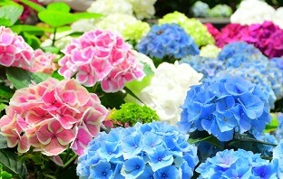 Haag met bloemen