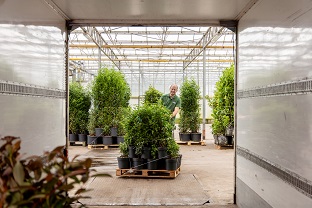 Planten worden in een vrachtwagen geladen