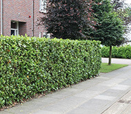 laurier-rotundifolia