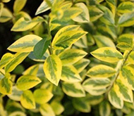 ligustrum-ovalifolium-aureum