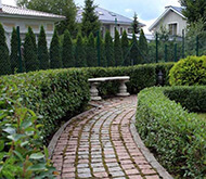 ligustrum-ovalifolium