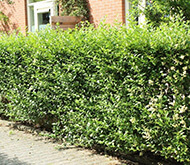 ligustrum-vulgare-atrovirens